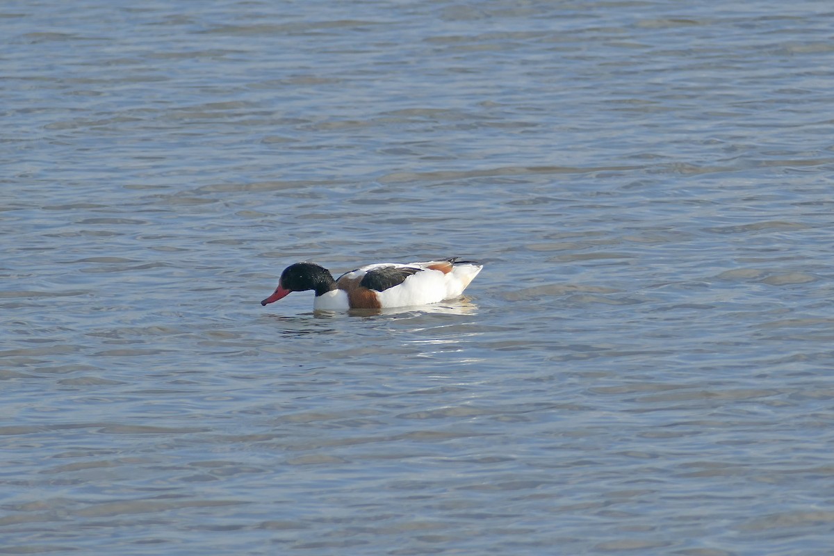 Common Shelduck - Ray Scally