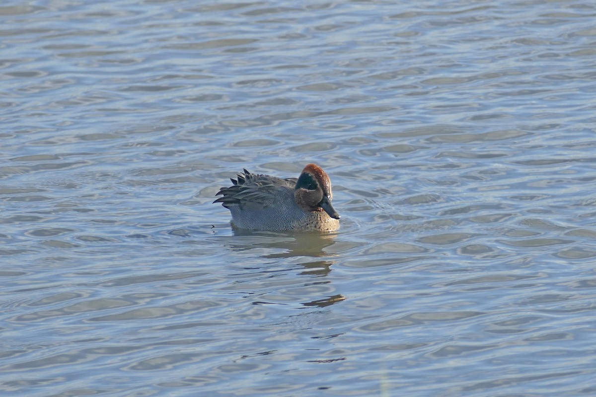 Green-winged Teal (Eurasian) - ML186974491