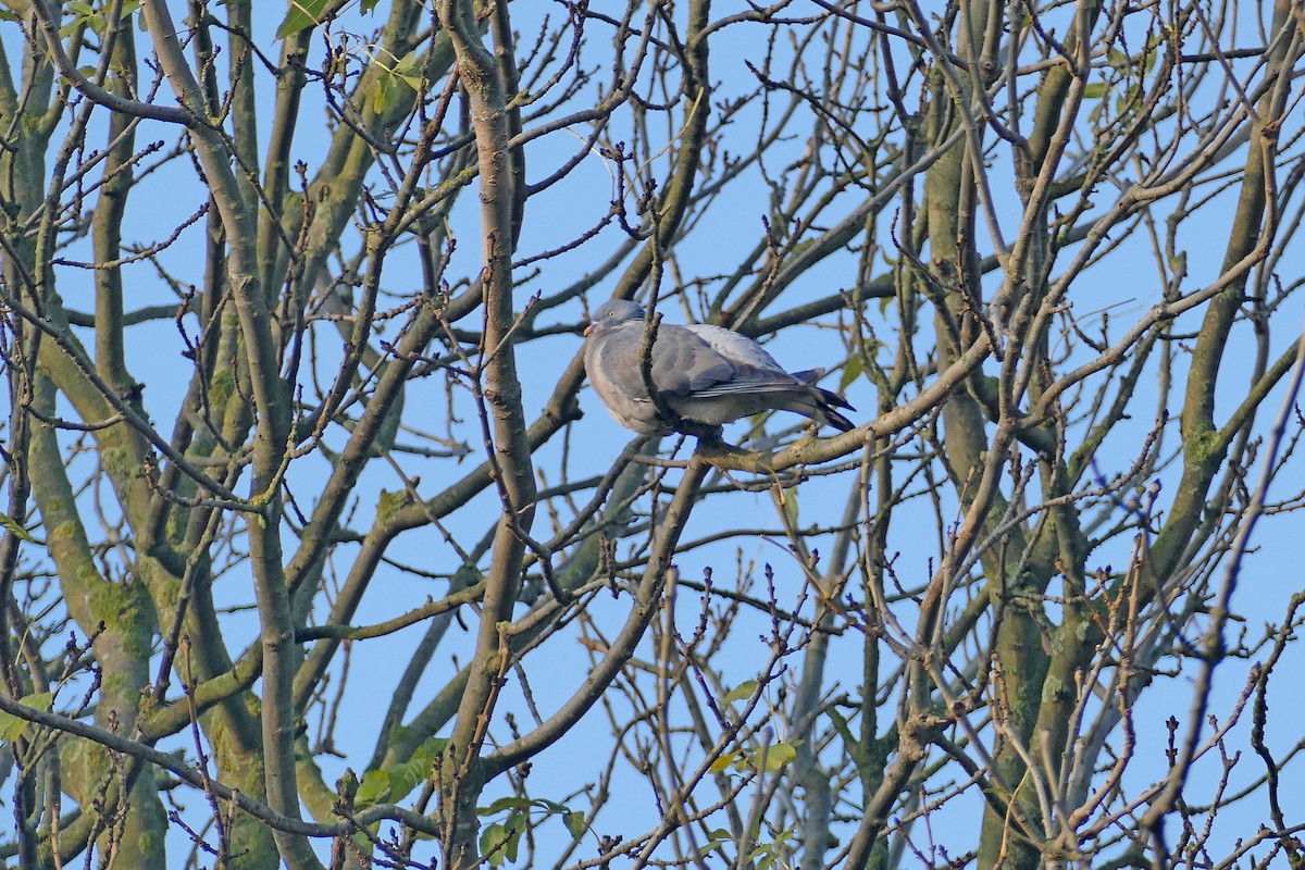 Common Wood-Pigeon - ML186974591