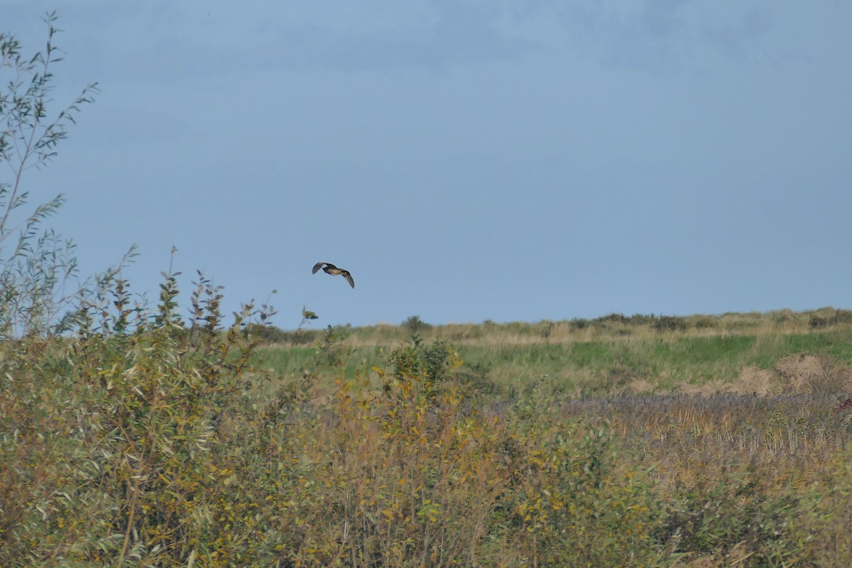 Great Bittern - ML186974611