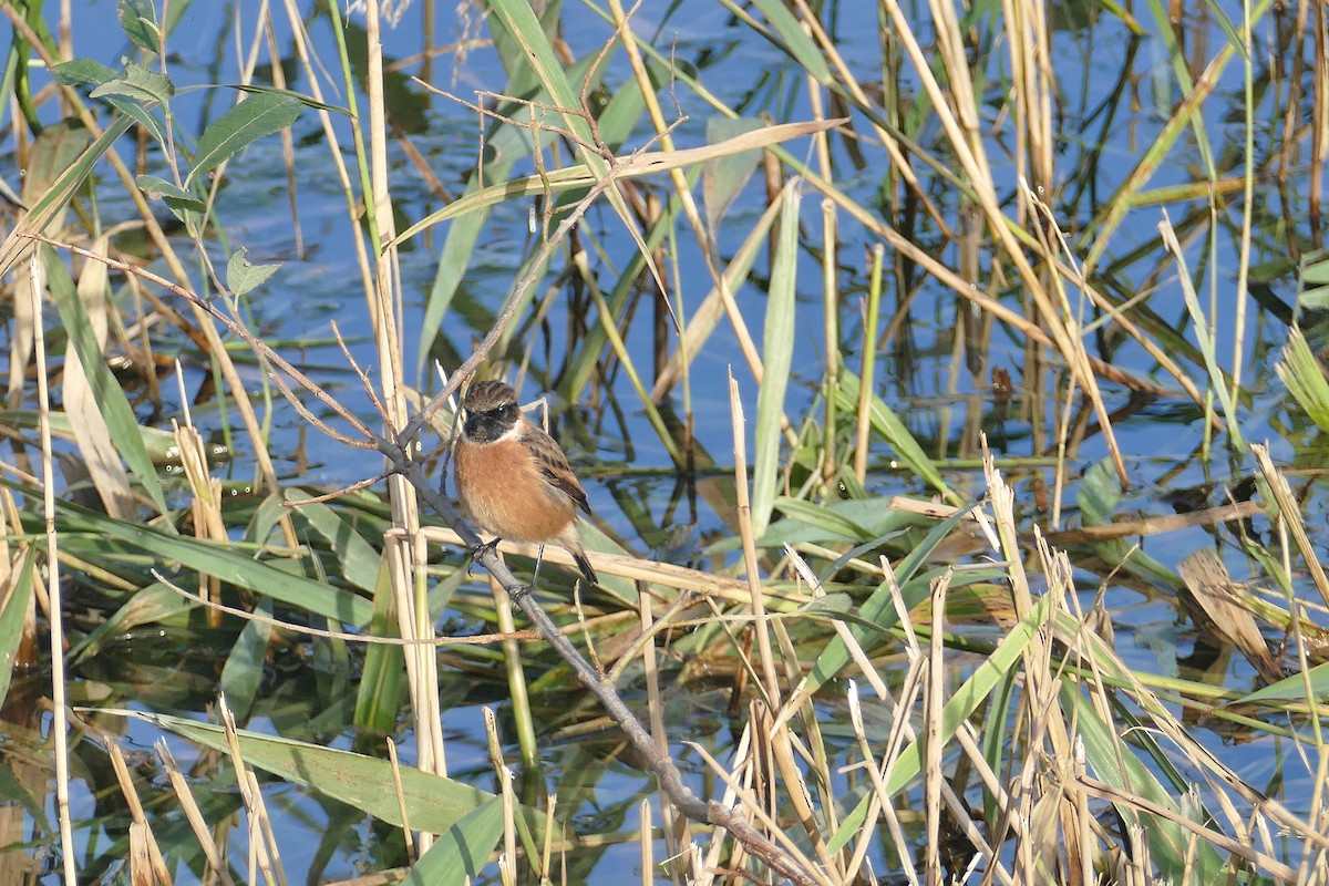 European Stonechat - ML186974761