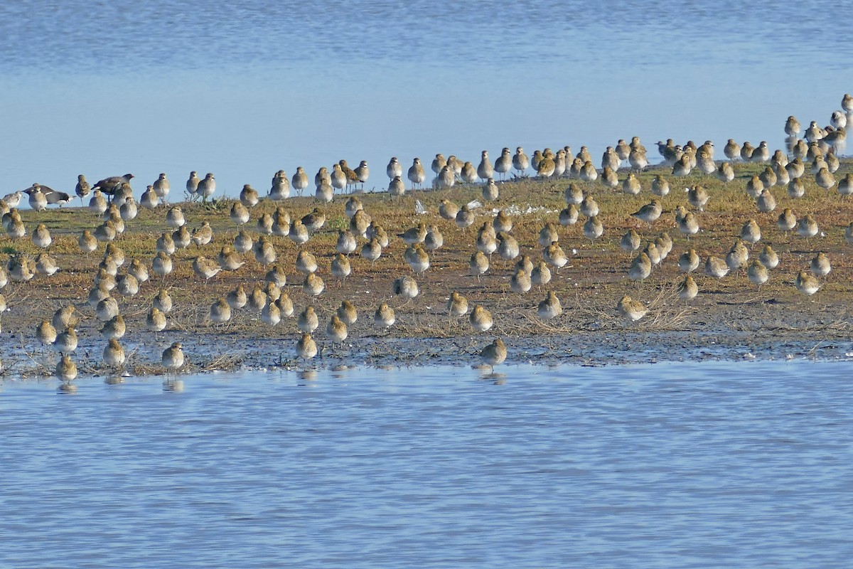 European Golden-Plover - ML186974841