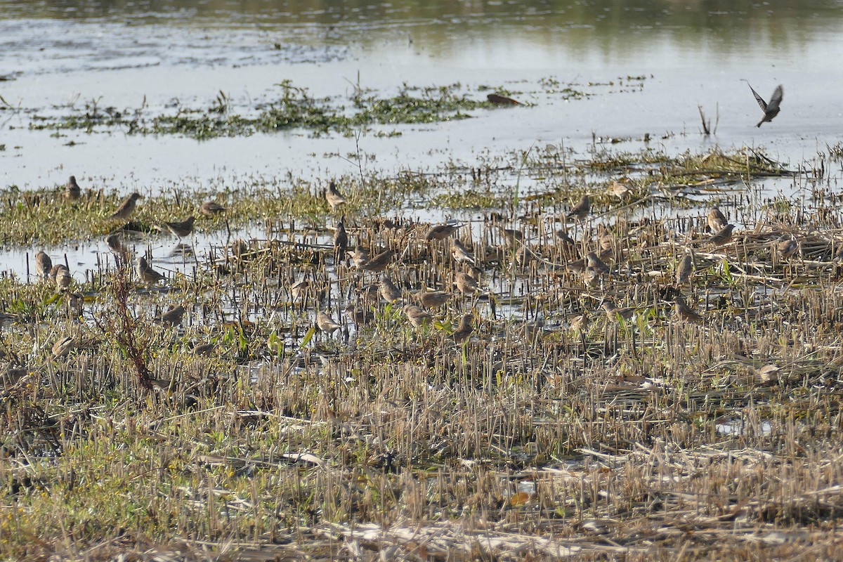 Eurasian Linnet - ML186974851