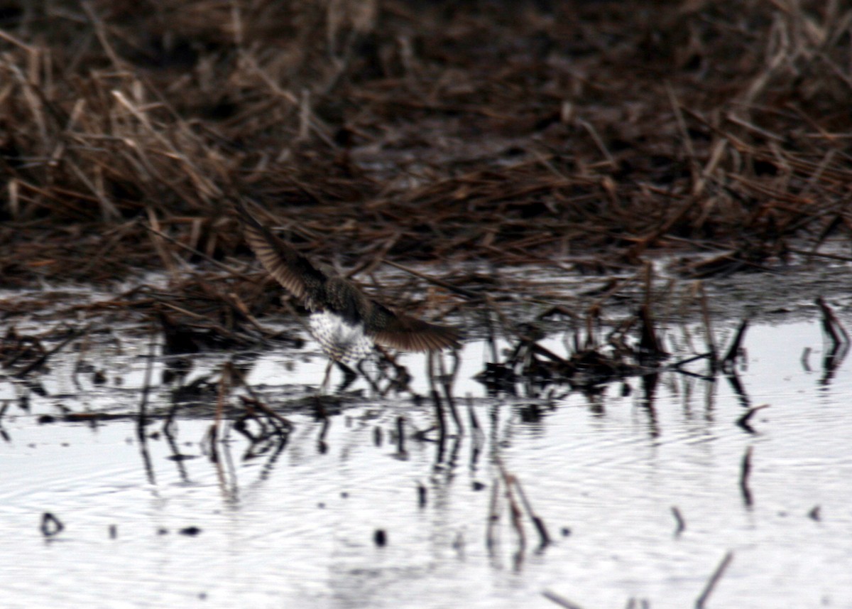 Wood Sandpiper - ML186975381