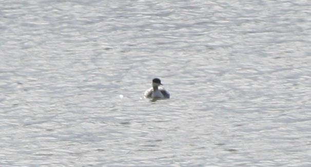 Horned Grebe - ML186976081