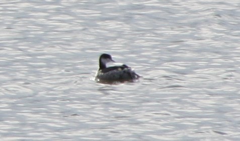 Horned Grebe - ML186976091