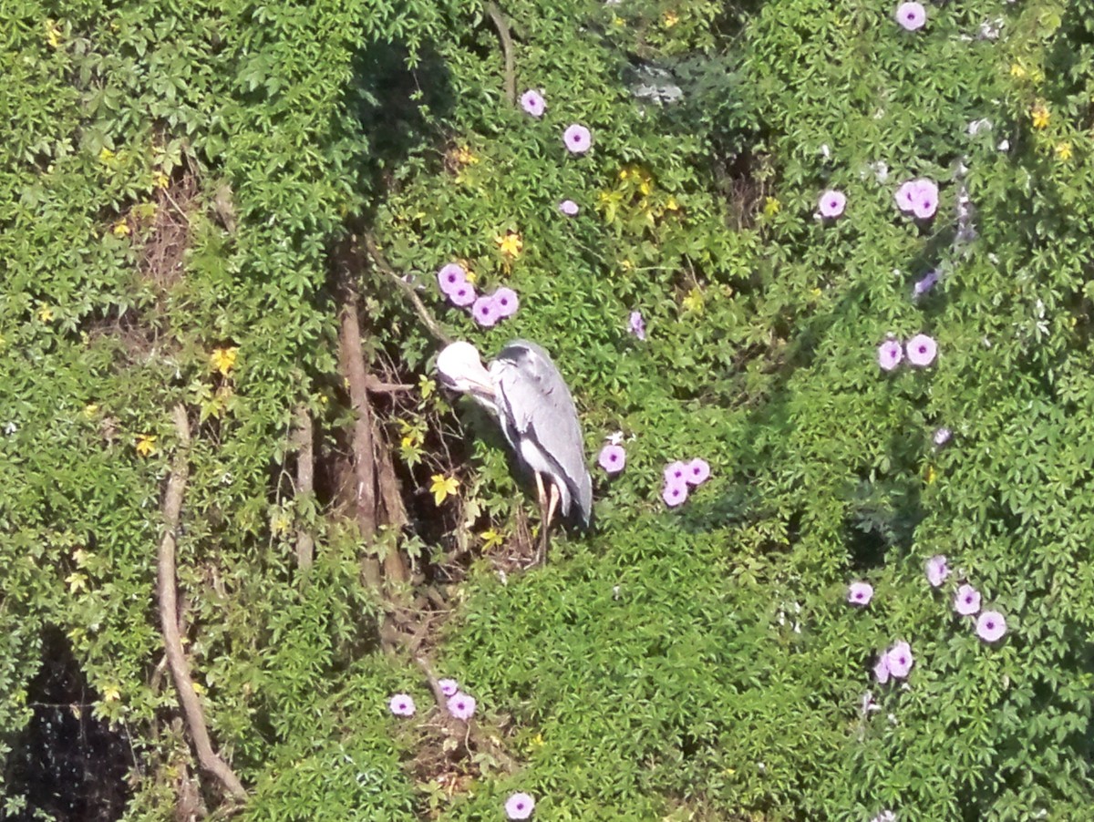 Gray Heron - ML186976501