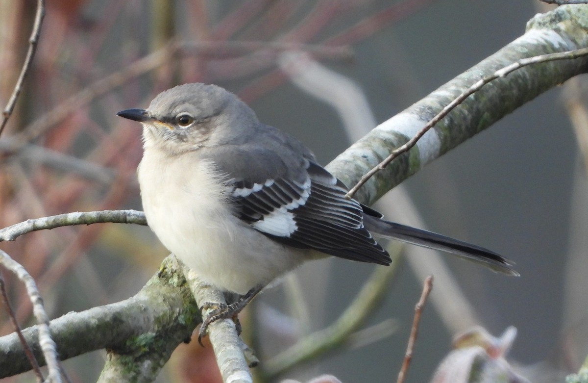 Northern Mockingbird - ML186976671