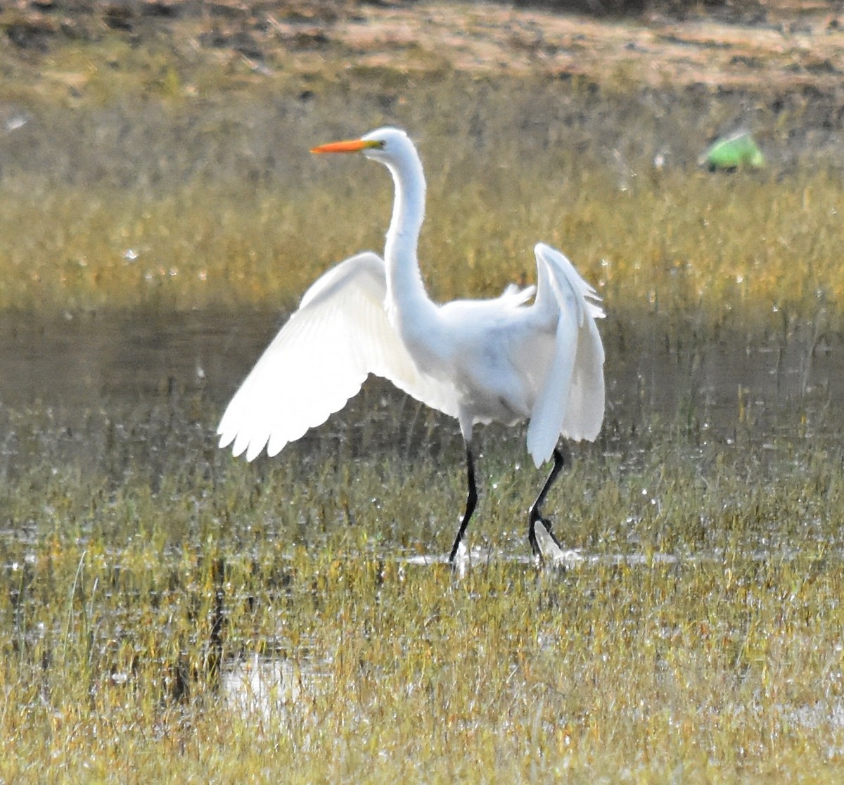 Great Egret - ML186976921