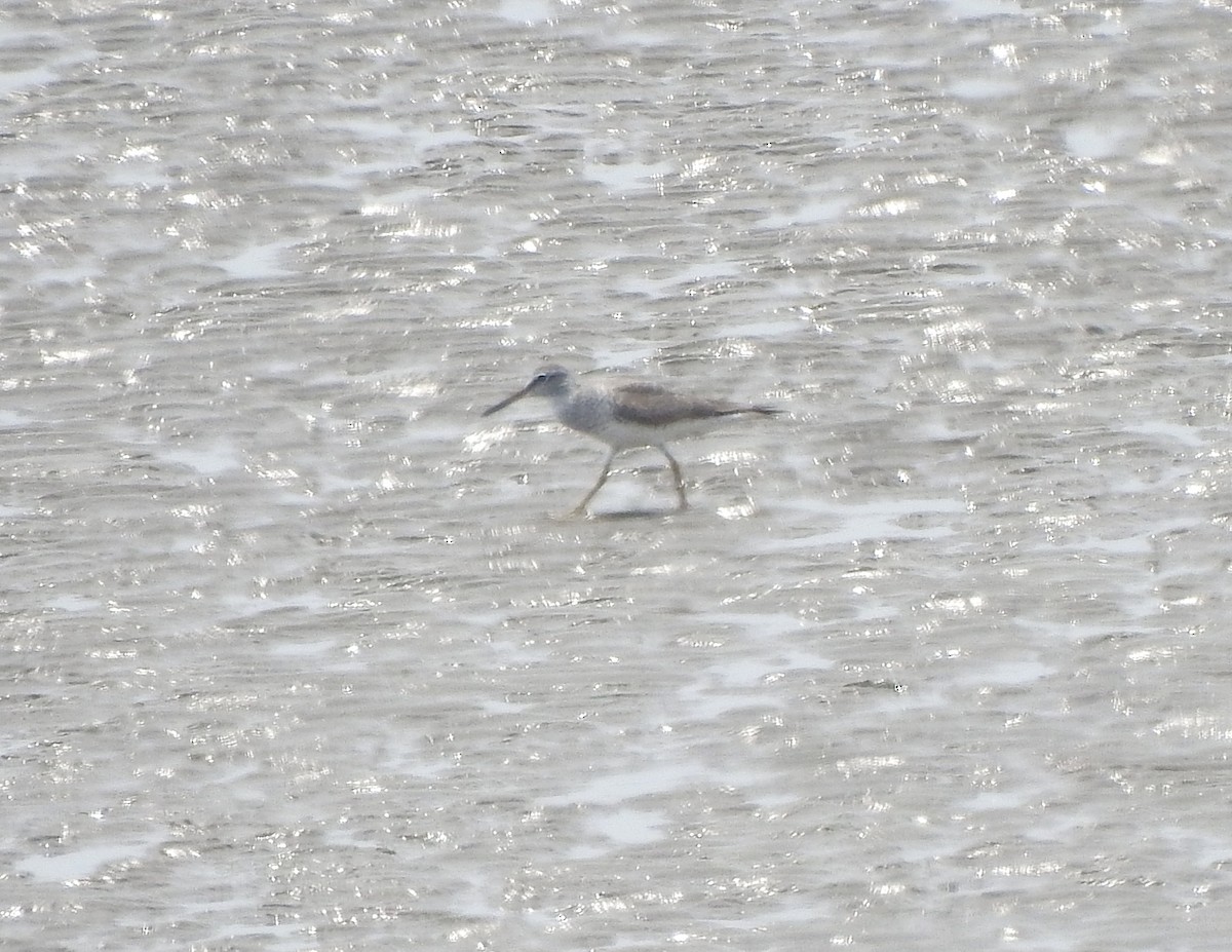 Gray-tailed Tattler - ML186982591