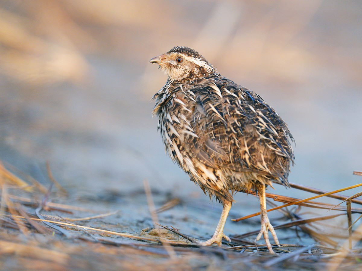 Japanese Quail - ML186984801