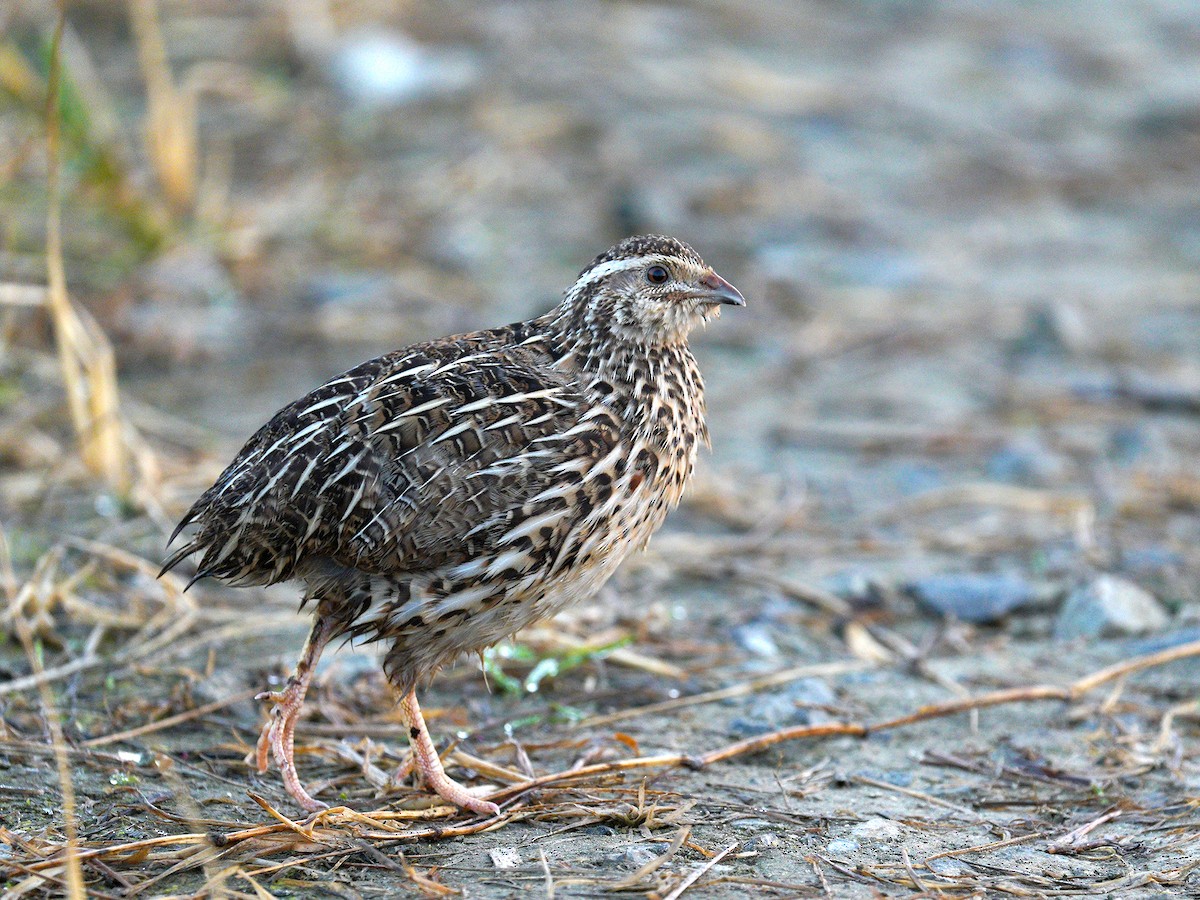 Japanese Quail - Roman Lo