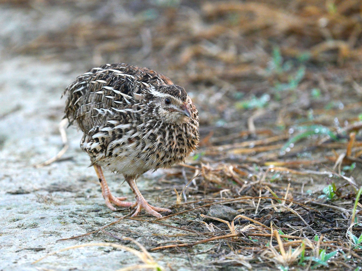 Japanese Quail - ML186984831