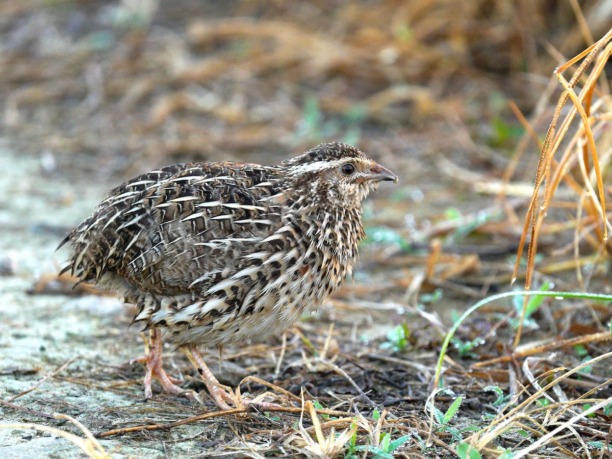 Japanese Quail - ML186984851