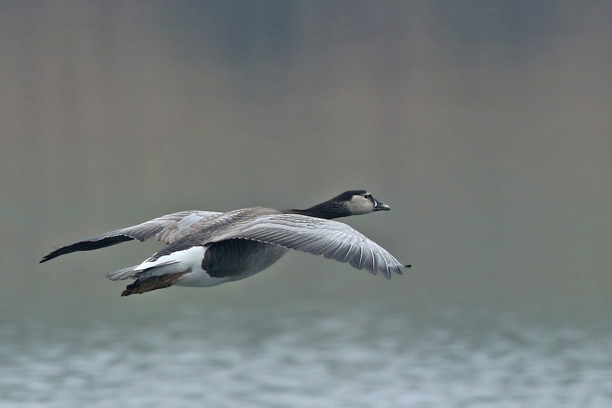 Graylag x Canada Goose (hybrid) - Volker Hesse