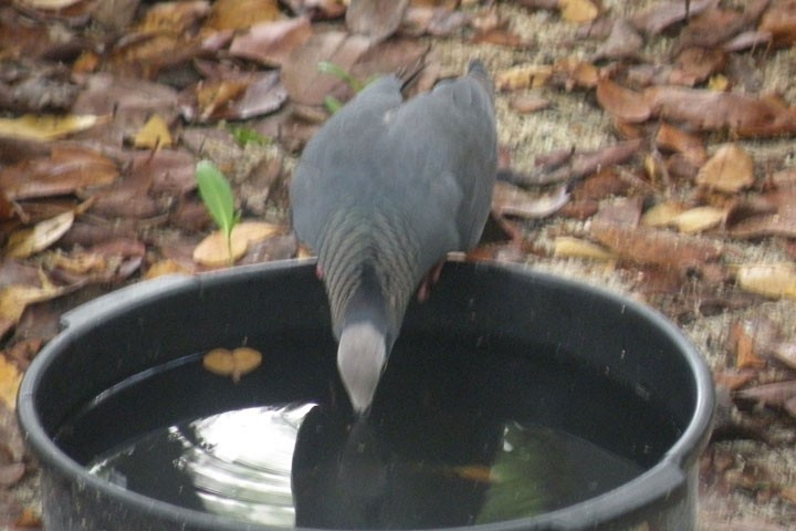 White-crowned Pigeon - ML186989741