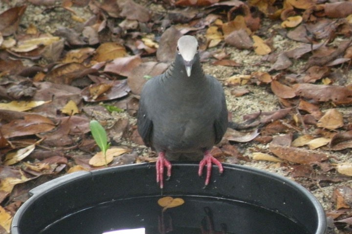 White-crowned Pigeon - ML186989761