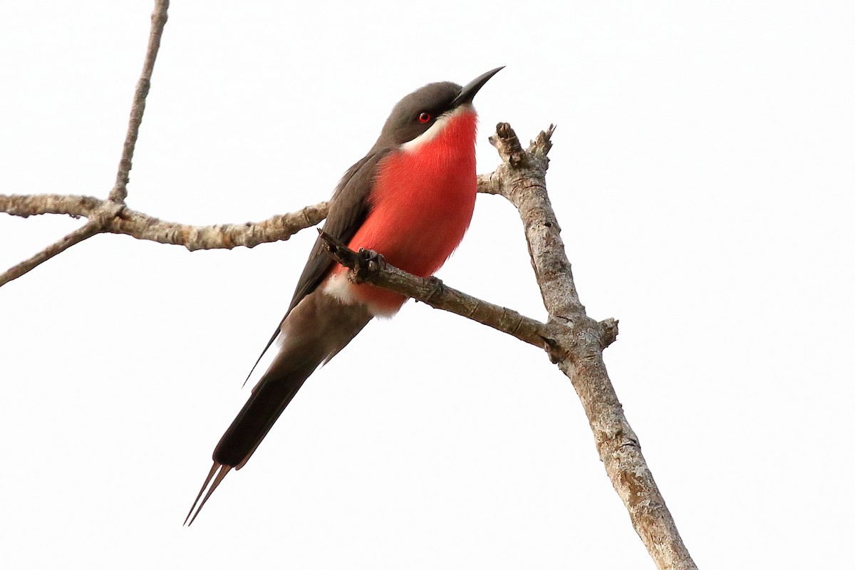 Rosy Bee-eater - ML186990761