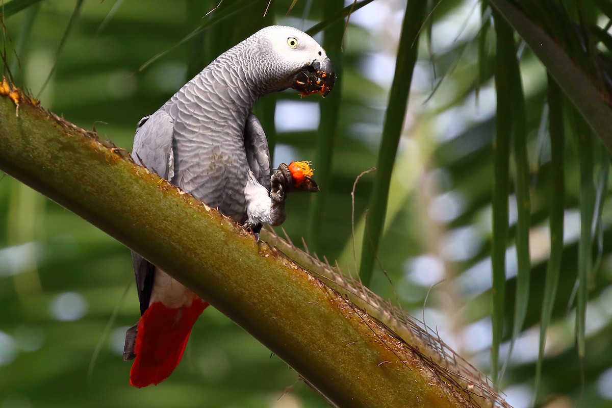 Afrika Gri Papağanı (erithacus) - ML186991031