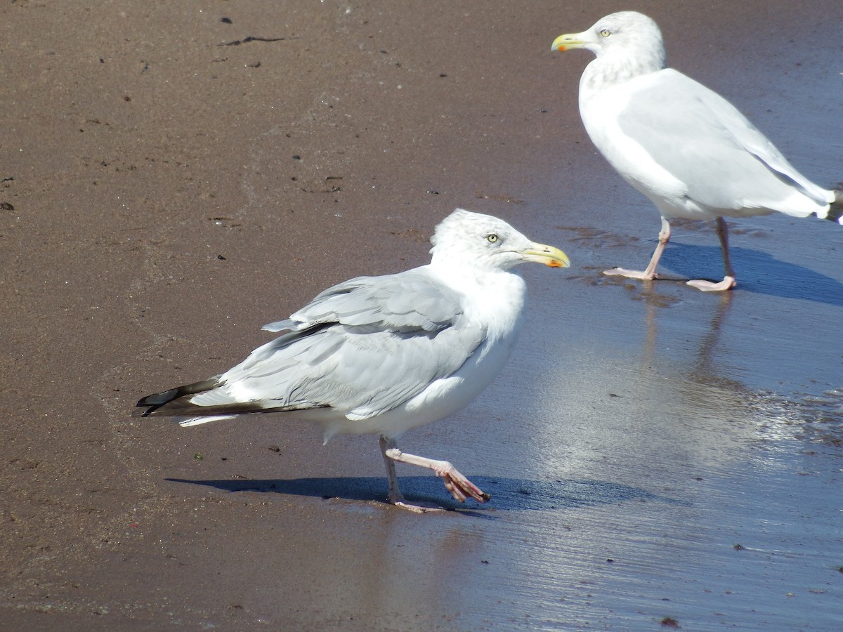 Herring Gull (American) - ML186992121