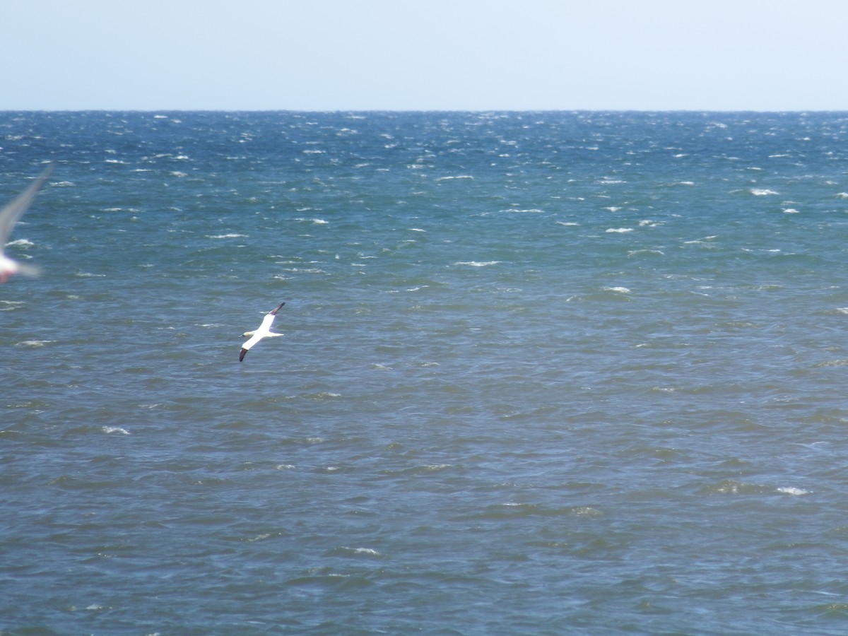 Northern Gannet - ML186992181