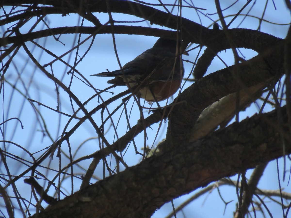 American Robin - ML186992341