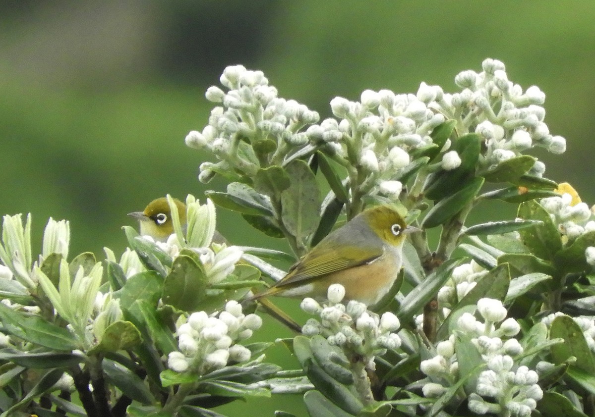 Graumantel-Brillenvogel - ML186993891