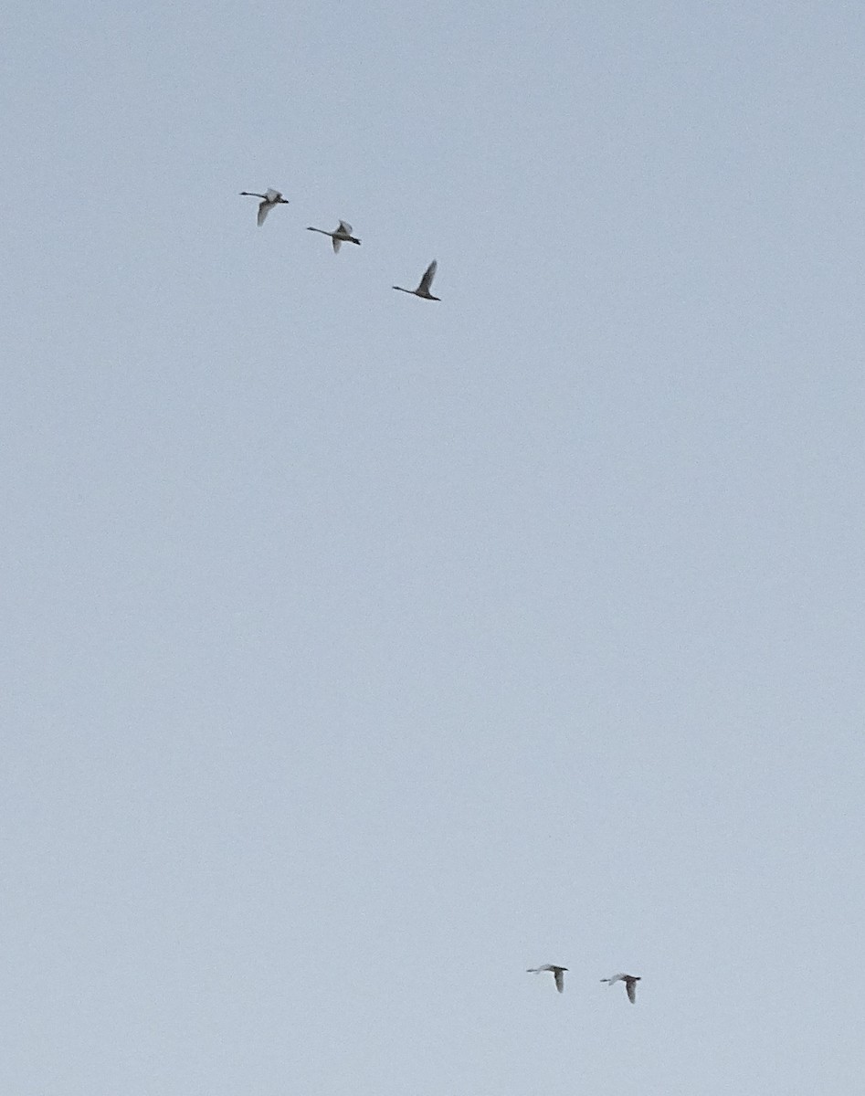 Гунгар хун - ML186993931