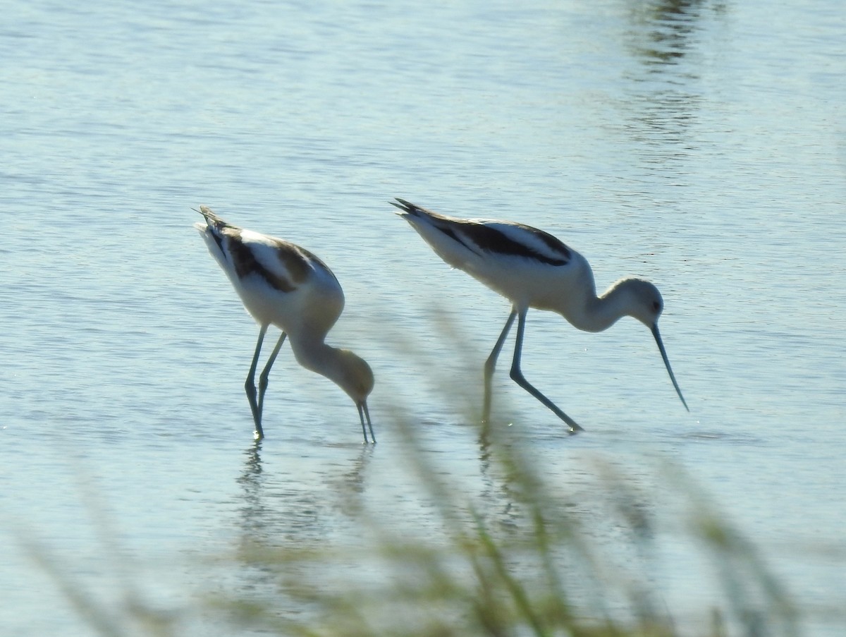 American Avocet - ML186996681