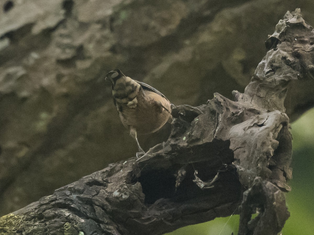 Chestnut-bellied Nuthatch - Subhadra Devi