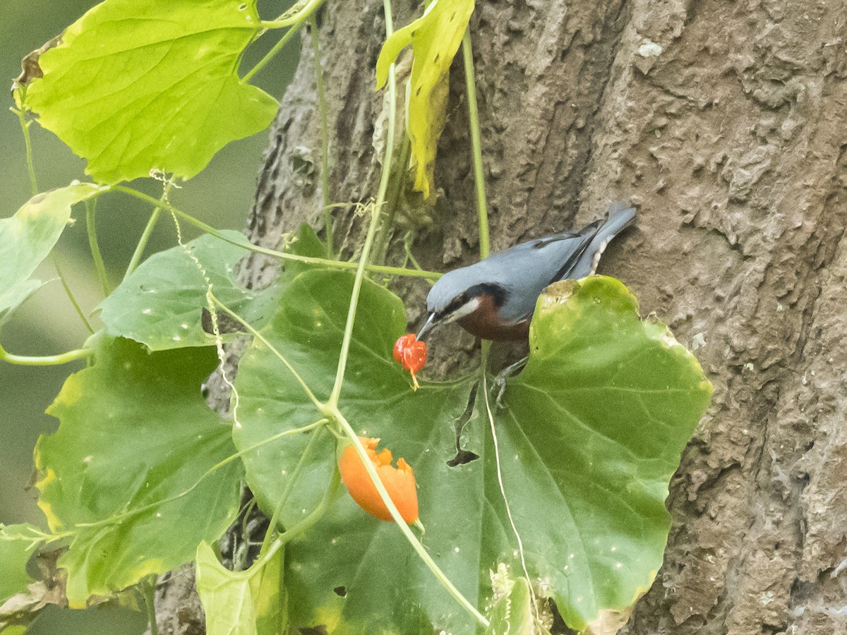 Chestnut-bellied Nuthatch - Subhadra Devi