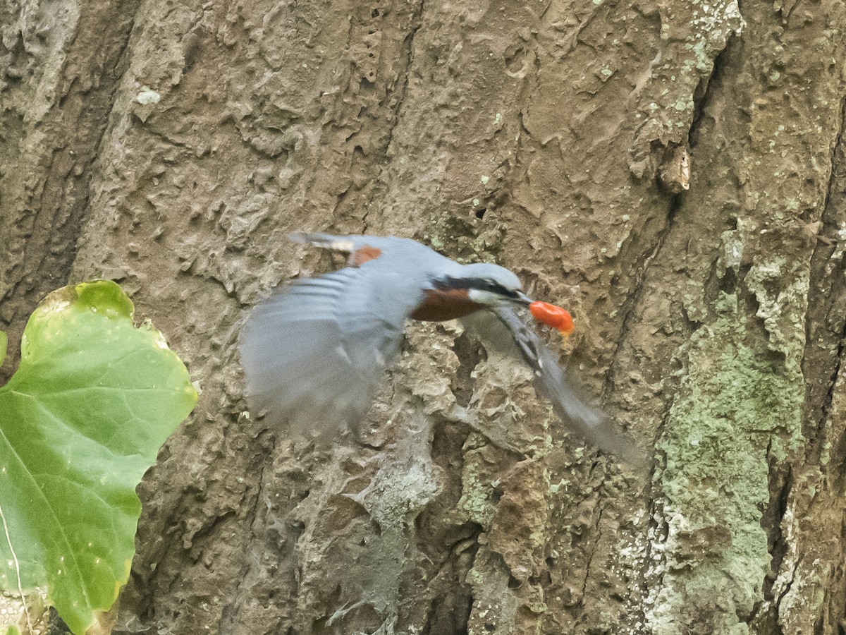 Chestnut-bellied Nuthatch - Subhadra Devi