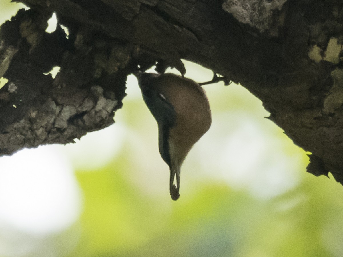 Chestnut-bellied Nuthatch - ML186997741