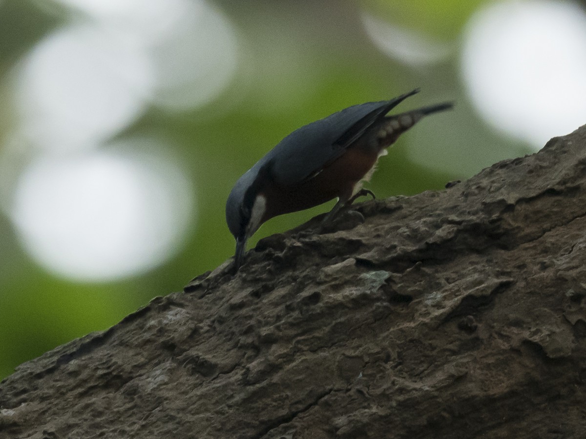 Chestnut-bellied Nuthatch - Subhadra Devi