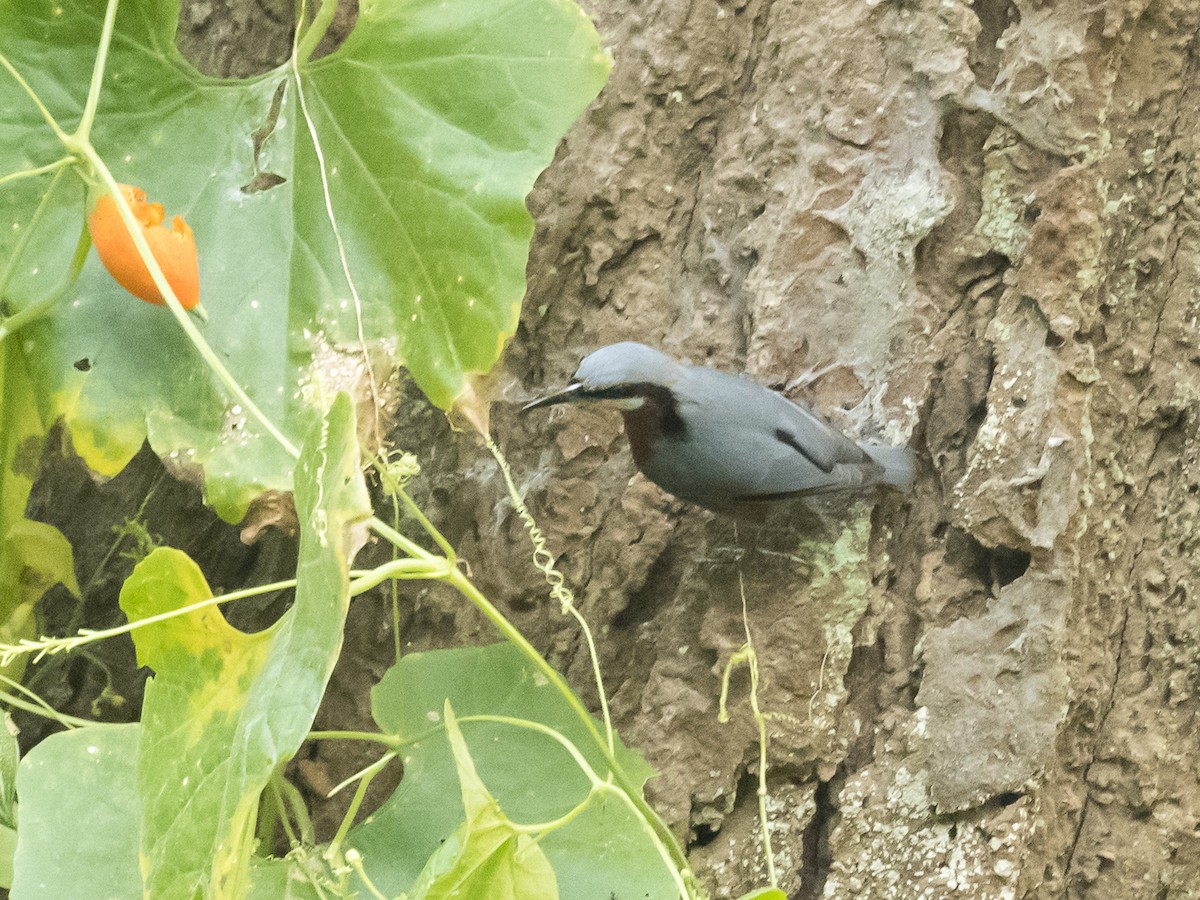 Chestnut-bellied Nuthatch - Subhadra Devi