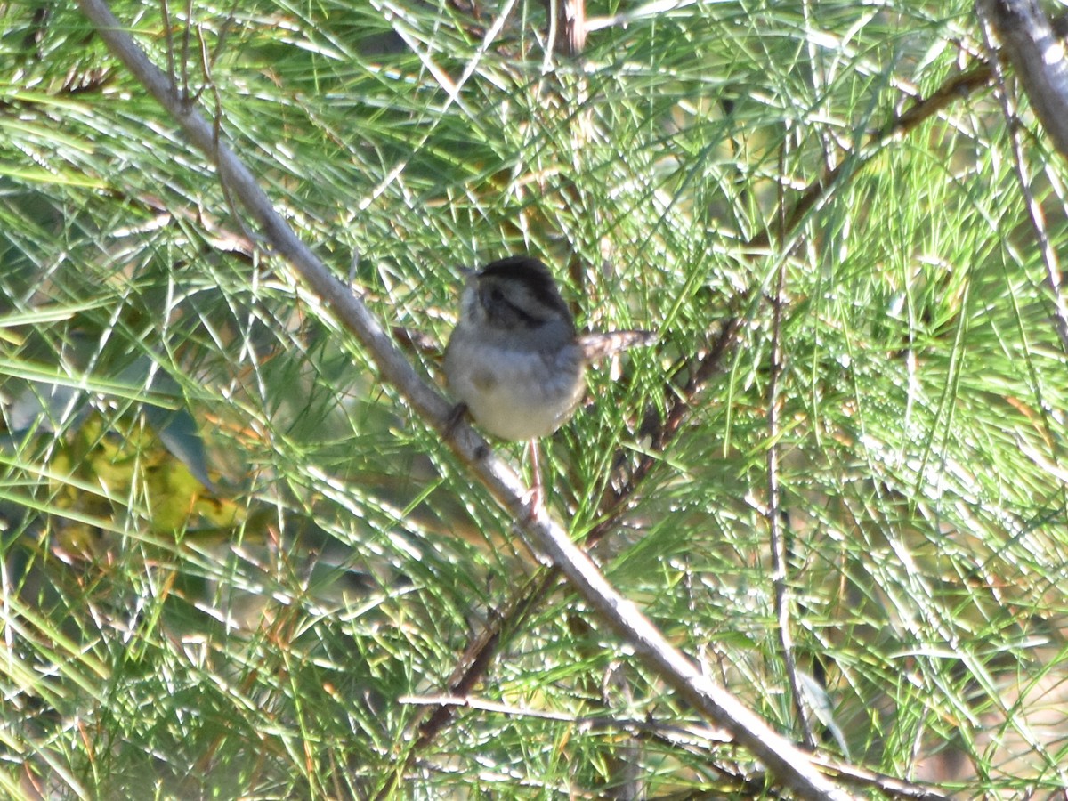 Swamp Sparrow - Ryan Gordon