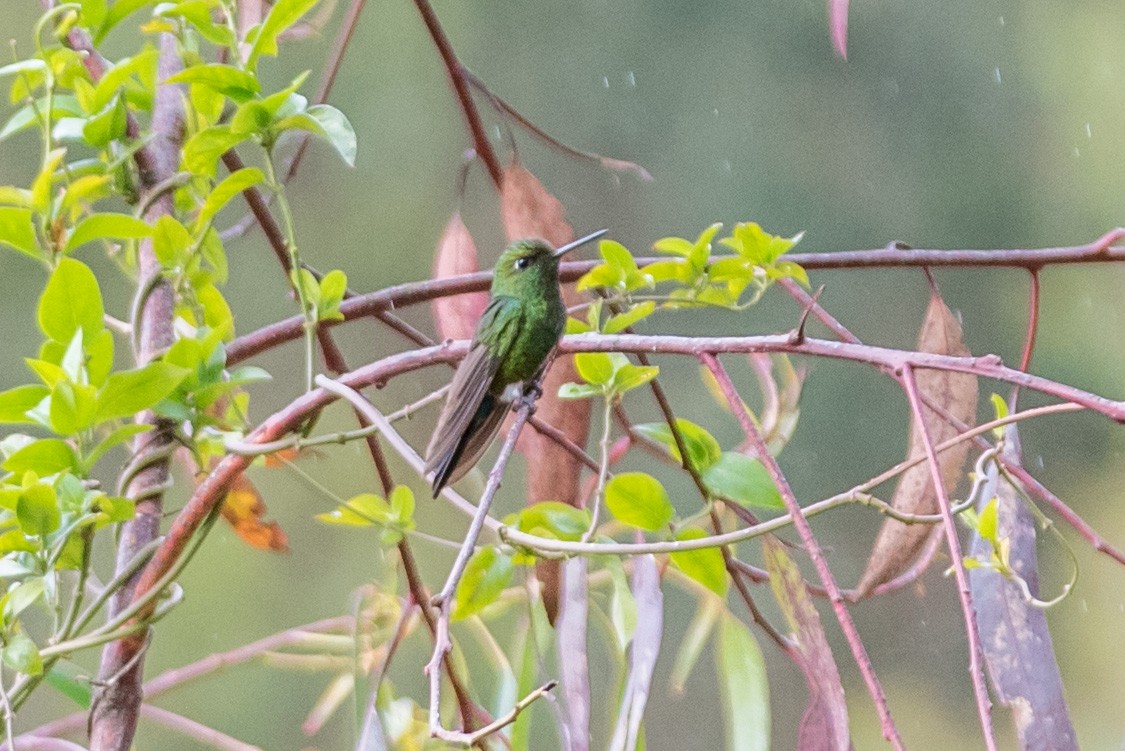 Sapphire-vented Puffleg - ML187001391