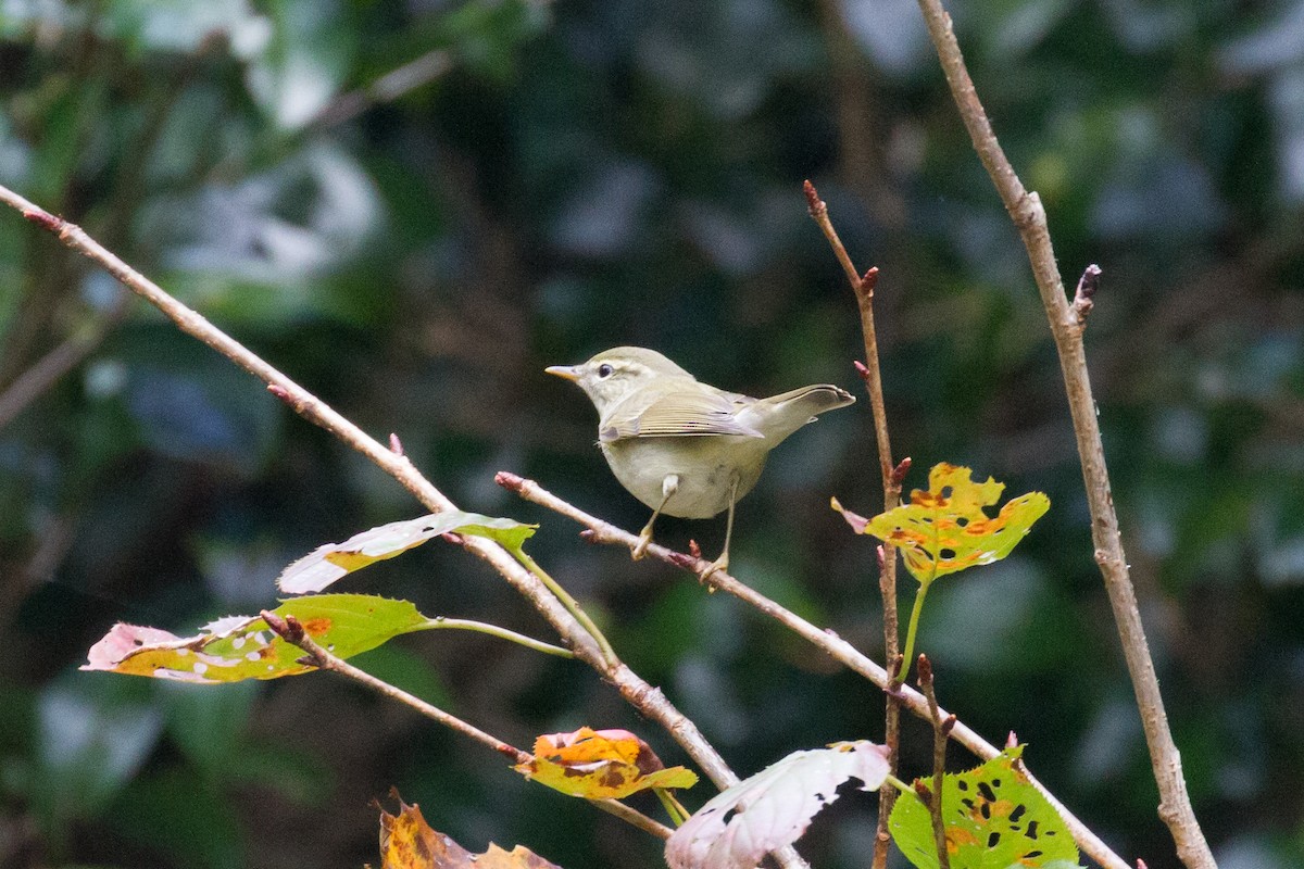 Japanese Leaf Warbler - ML187001631