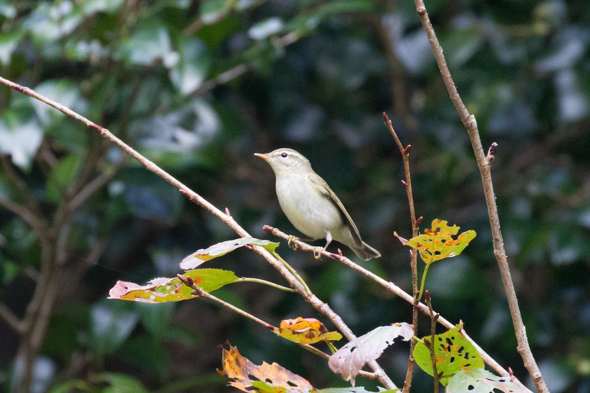 Japanese Leaf Warbler - ML187001641