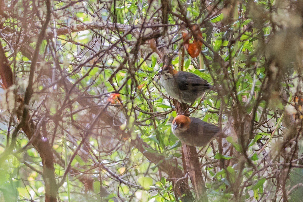 Apurimac Brushfinch - ML187002771