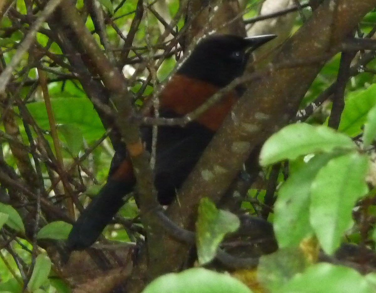 North Island Saddleback - ML187004051