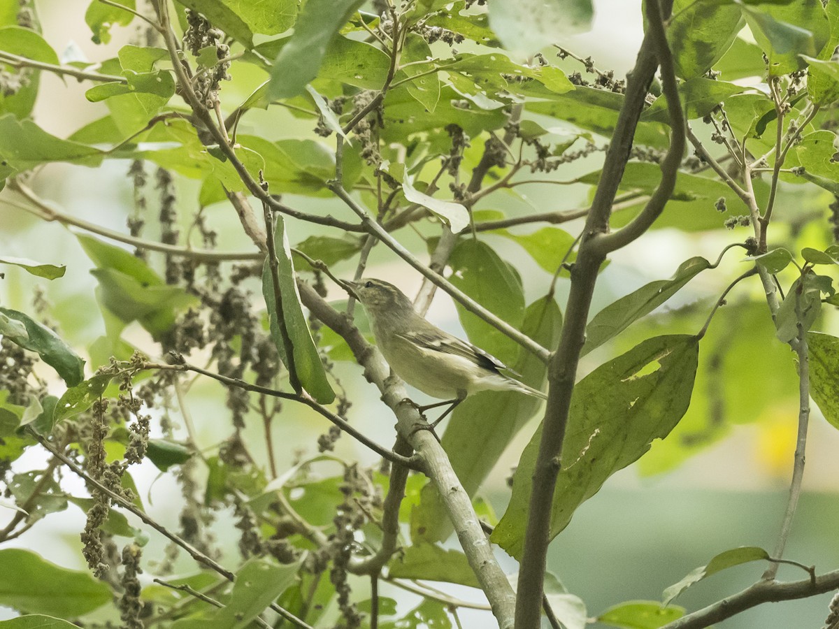 Hume's Warbler - Subhadra Devi