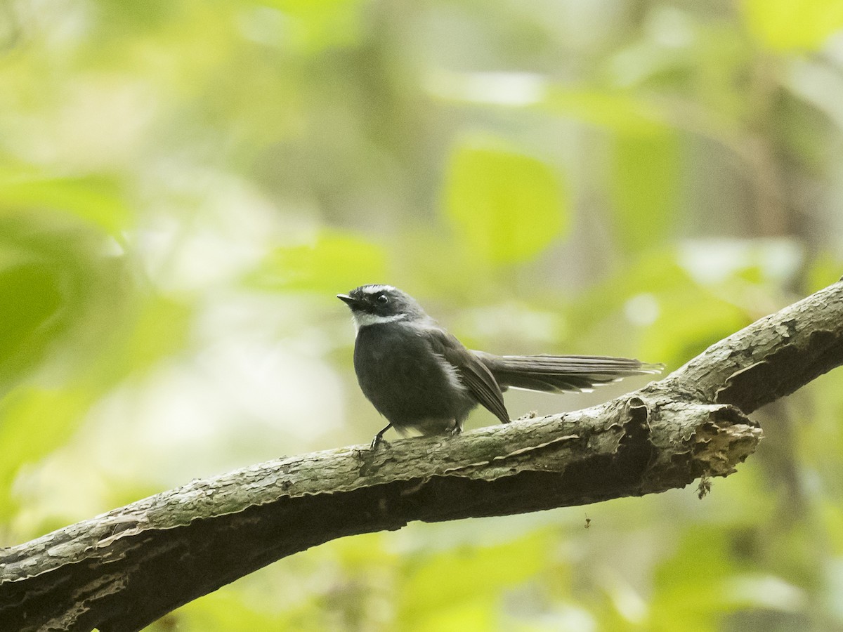 White-throated Fantail - ML187004241