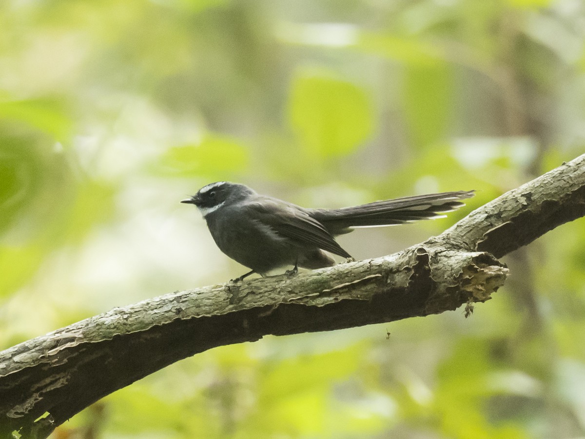 White-throated Fantail - ML187004251