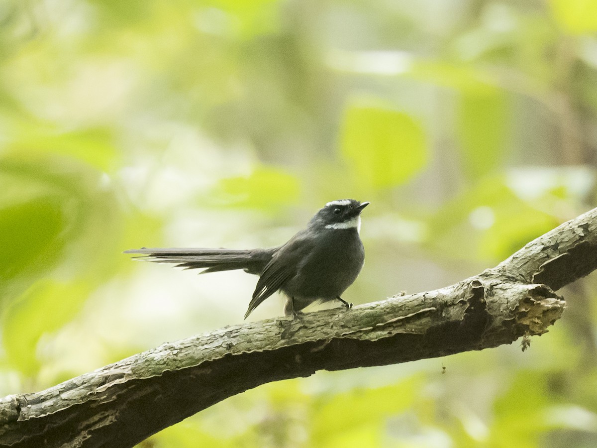 White-throated Fantail - ML187004261