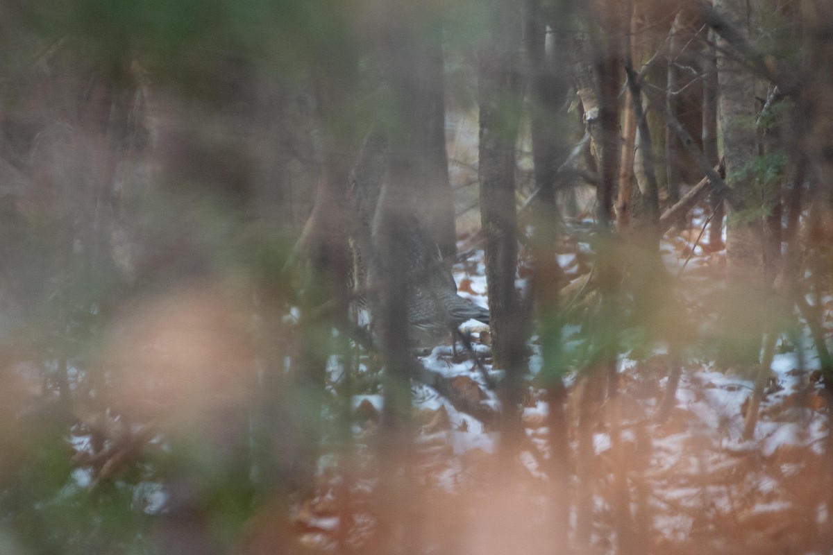 Ruffed Grouse - ML187004831