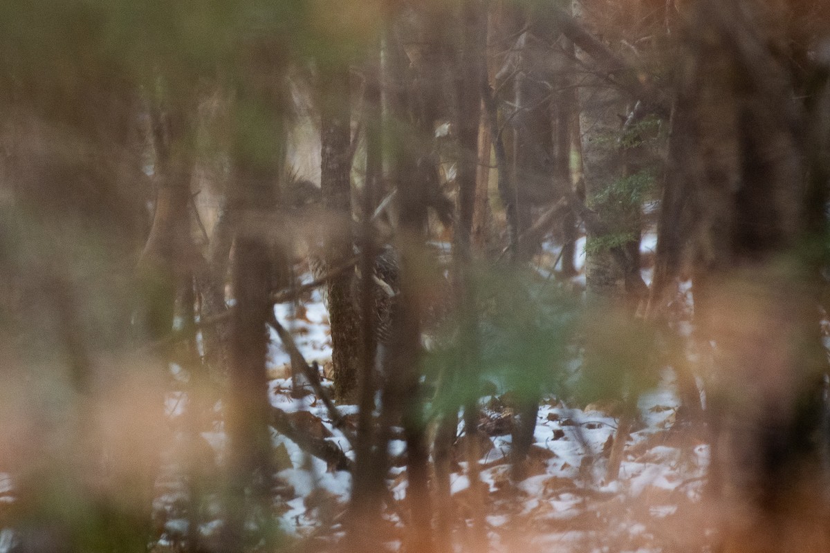 Ruffed Grouse - ML187004841
