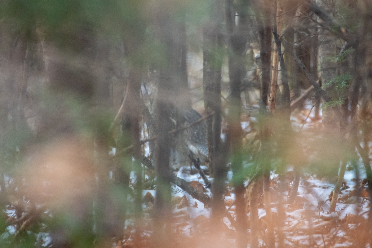Ruffed Grouse - ML187004851
