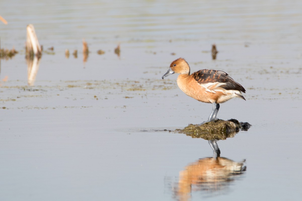 Fulvous Whistling-Duck - ML187005281