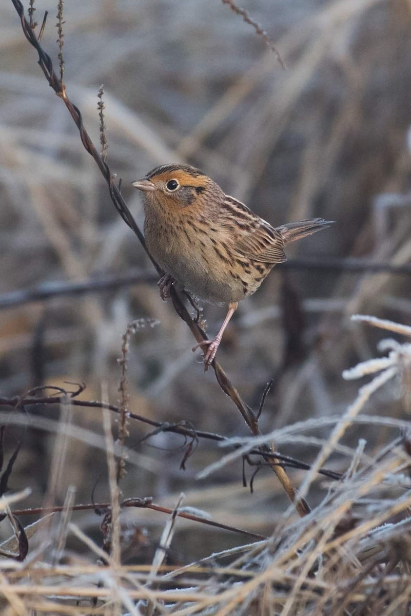 LeConte's Sparrow - ML187005691